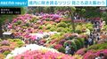 根津神社の境内で咲き誇るツツジ 見頃を迎える