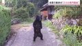 【図解】“全国で唯一”個体数管理のクマ対策先進県 兵庫県の「3つの対策」とは