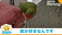 【映像】雑誌の上でも器用に立つコザクラインコ