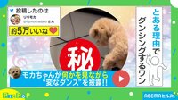 【映像】ゴミ箱の周りでダンスをする犬の“愛くるしい”姿