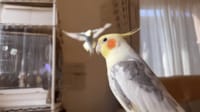 【映像】飛んできたインコが当て逃げする瞬間