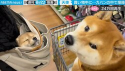 バッグの中で豆柴が寝落ち… 買い物中の珍事で兄柴が見せたリアクションにほっこり