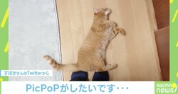 「何度でもやられたい」“仕切り直す猫”が愛おしすぎる…！ 飼い主さんに理由を聞いた
