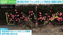 “ジャンボタニシ除草”が炎上 農家は「言語道断」駆除困難でやむなく共生
