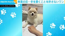 飼い主の手を真顔で拒否する犬…“無言の圧力”に「ワンコ達、みんなコレだw」「なぜか人の手の上に自分の手を置きたがるよね」と共感の声