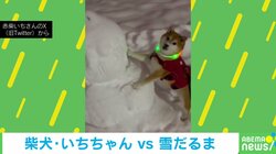 どうしても“頭”が許せない… 柴犬VS雪だるま!? 豪快に破壊する姿に「頭に美味いもんでも隠されてたんかねぇ」と話題