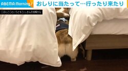 もう出られない？ お尻フリフリで困惑する犬に「パンですか？」の声