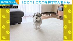 こたつ撤去にキョトンとする犬 「どこにいった？」と言わんばかりに佇む姿に反響