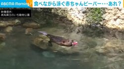 食べながら泳ぐ赤ちゃんビーバー 落としたサツマイモに気づかず“もぐもぐ”