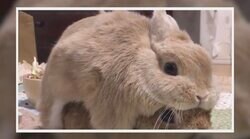 うさぎたちが合体？可愛らしい二段重ねに「ダブルモフモフパラダイス」癒される人続出