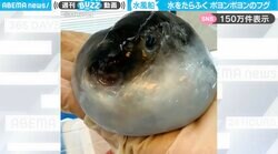 手のひらで“ポヨンポヨン”と揺れる、深海性のフグがSNSで話題「中年男性の多くが親近感を覚える」「可愛いフォルムだわ〜」