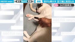 寝ている猫を触ろうとする飼い主 目も開けずに拒否される“達人芸”に「見ないところが猛者」「思わず笑ってしまった」反響続々