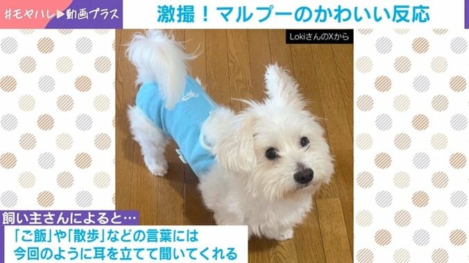 ふわふわの犬の“貴重な瞬間”