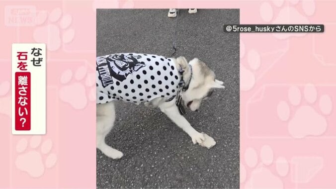 石を離さないのはなぜ？