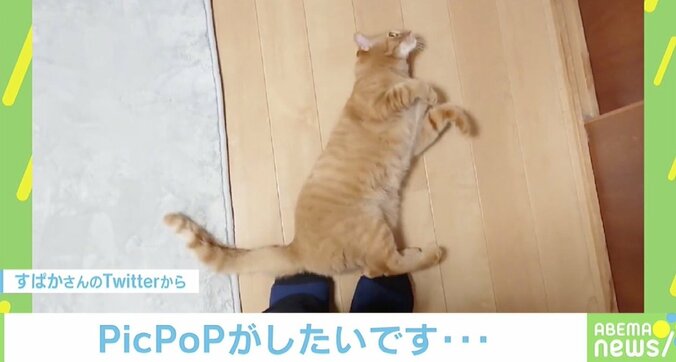 「何度でもやられたい」“仕切り直す猫”が愛おしすぎる…！ 飼い主さんに理由を聞いた 1枚目