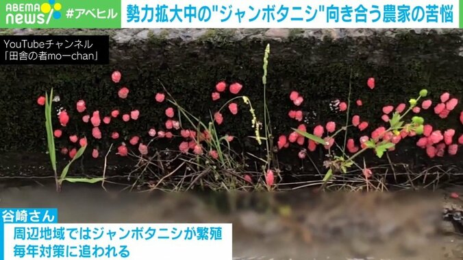 【写真・画像】“ジャンボタニシ除草”が炎上 「わざわざ撒くのは言語道断だが“共生”も可能」という農家を取材　1枚目