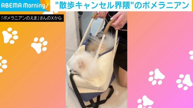 ポメラニアンのえまちゃん