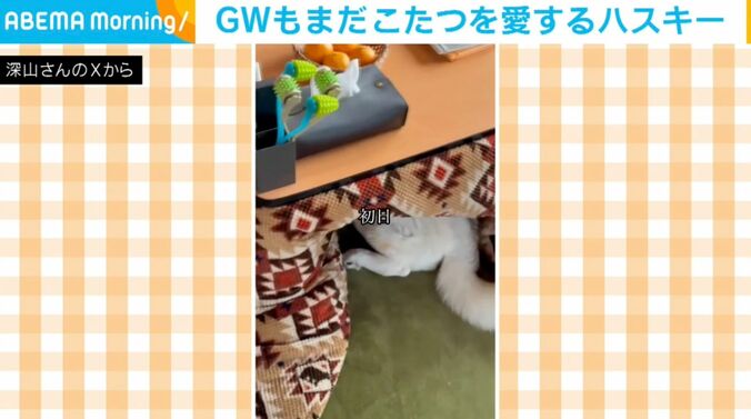 シベリアンハスキーのアシリちゃん