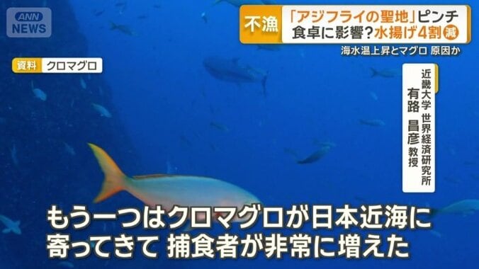 アジの不漁の原因