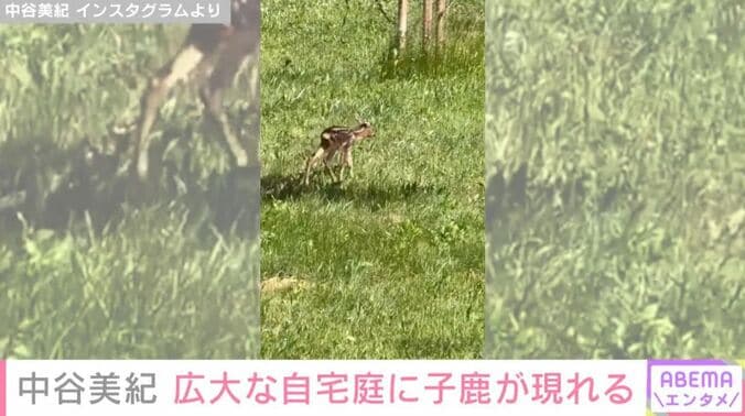 子鹿