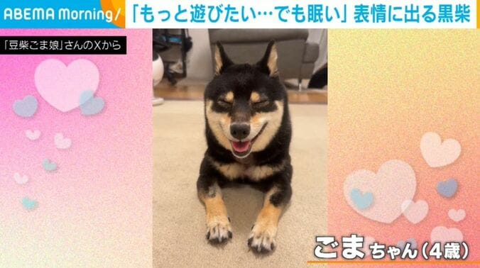 ごまちゃん