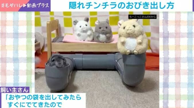 チンチラのちーちゃん