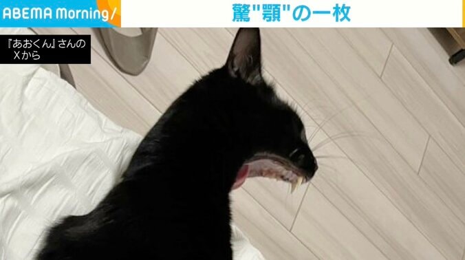 猫のあおくん