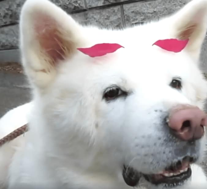 秋田犬げんきの豪快すぎる水分補給  「これじゃ水浴びだワン」 1枚目