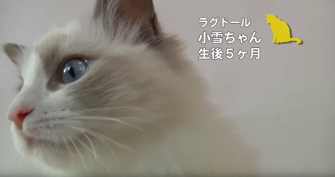 ふわふわ仔猫大集合「キャットショーって何？」　スター候補ニャンコに密着にゃ 6枚目