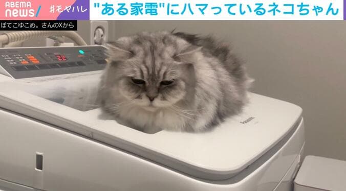 洗濯機の上でウトウトするこゆきちゃん