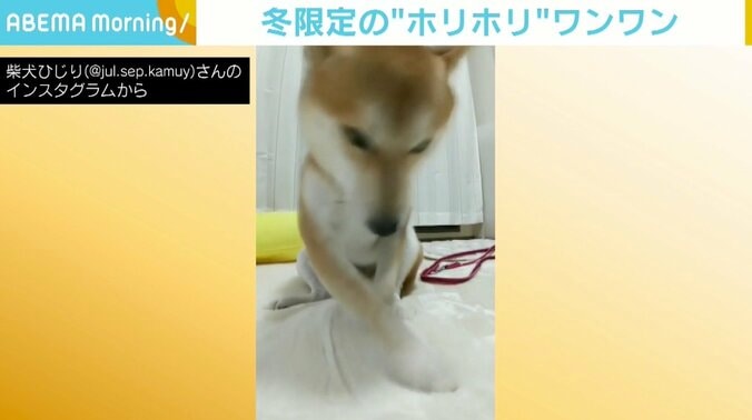 冬限定！ カーペットを堀り堀り→ウトウトする柴犬に反響 「必死なところがまた可愛い～」 1枚目