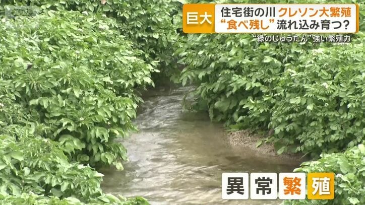 なぜ日本の川で異常繁殖？