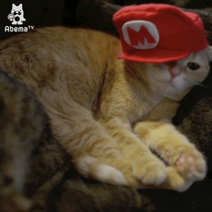 猫「似合うかにゃ?」土管から出てきたのは首相ではなく…