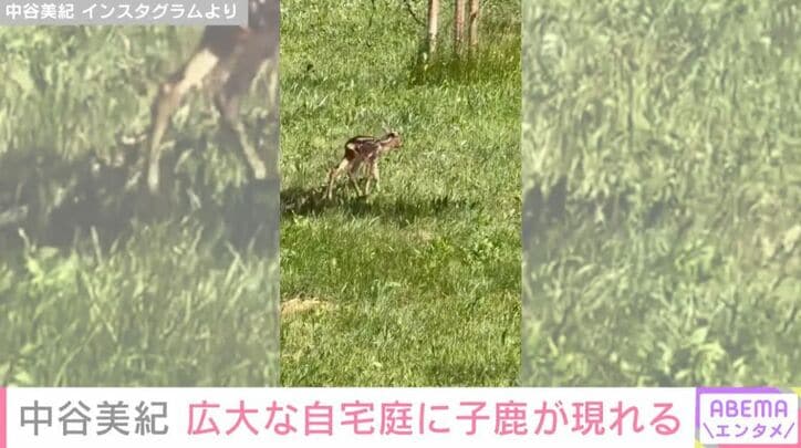 子鹿