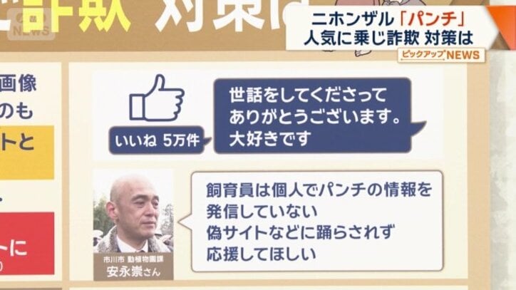 「飼育員は個人でパンチの情報を発信していない」