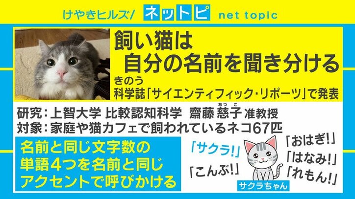 上智大の研究「飼い猫は自分の名前を聞き分ける」に「知ってた」の声 