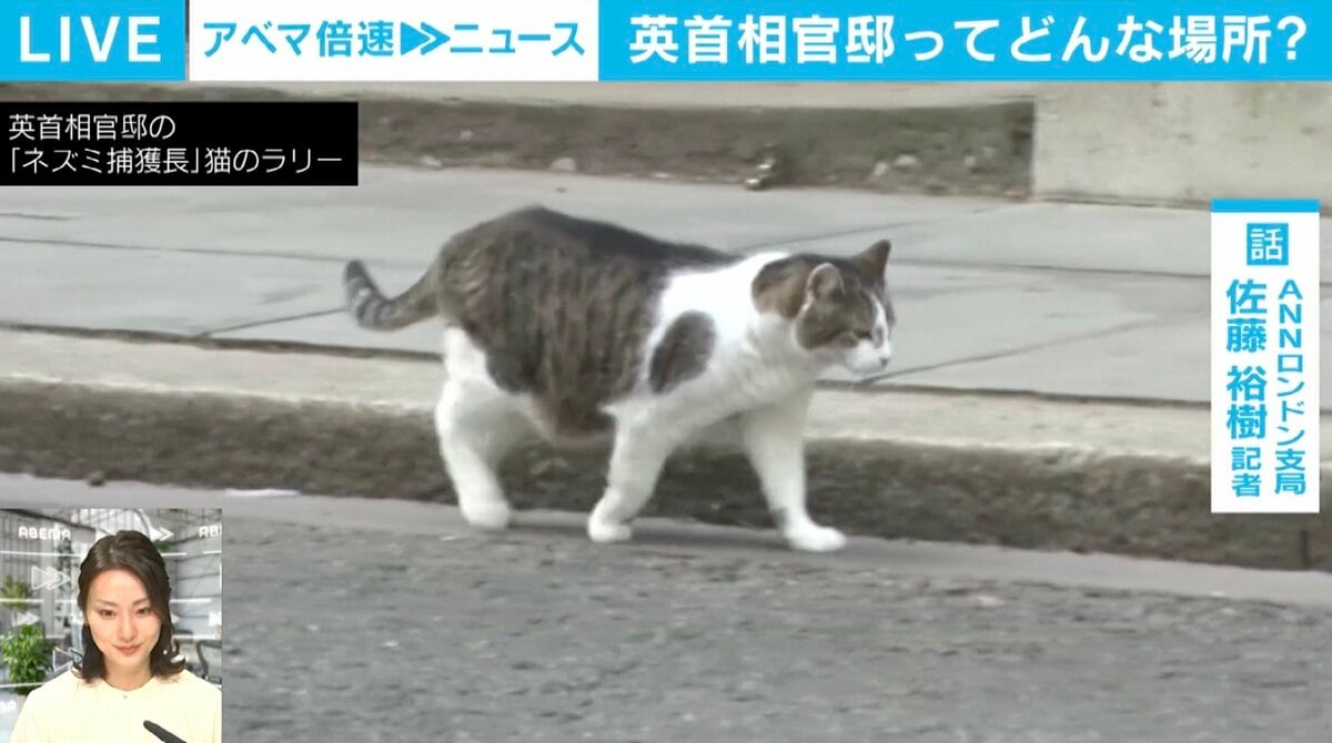イギリス首相官邸に長年住む“ネズミ捕獲長”の猫・ラリー 2年以内に 