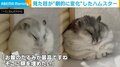 4カ月で一体何が!? 見た目が“劇的に変化”したハムスターが話題に 「お腹のたるみが最高」「顔を埋めたい」