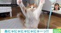 百裂拳ニャ〜！ “連続パンチ”を繰り出すネコにTwitter民悶絶