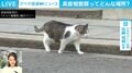 イギリス首相官邸に長年住む“ネズミ捕獲長”の猫・ラリー 2年以内に新しい主人を迎えるか 物価高などで与党の支持率24％