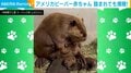 踏まれていても気にしない!毛づくろいをするビーバーの足元で“爆睡”する赤ちゃんビーバーの様子に反響