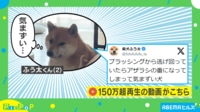 【映像】やきもち?心配? 複雑な表情で飼い主をチラ見する柴犬に「メチャメチャ気にしてる」「こっち見てるの可愛い」の声