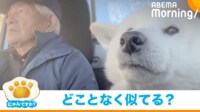 【映像】先輩犬たちの仲良しぶりを見ている後輩犬