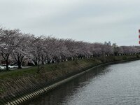 中島知子『一昨日の桜』