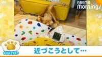 猫が赤ちゃんに近づくも…プロレス技を喰らったかのような“笑撃”の結末に
