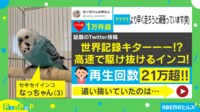 【映像】おもちゃを追い抜くインコ(おもちゃとにらめっこする姿も)