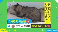 【映像】爪とぎに失敗する猫