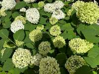 平野ノラ『先日』