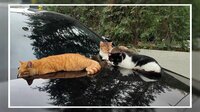 【映像】「猫の都」イスタンブールの穏やかな日常 