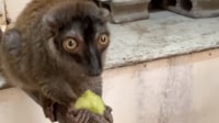【映像】ムシャムシャと果物を食べる動物たち